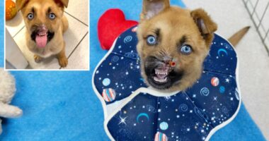 Pasadena Humane noseless puppy is ready for adoption, hereâs what to know